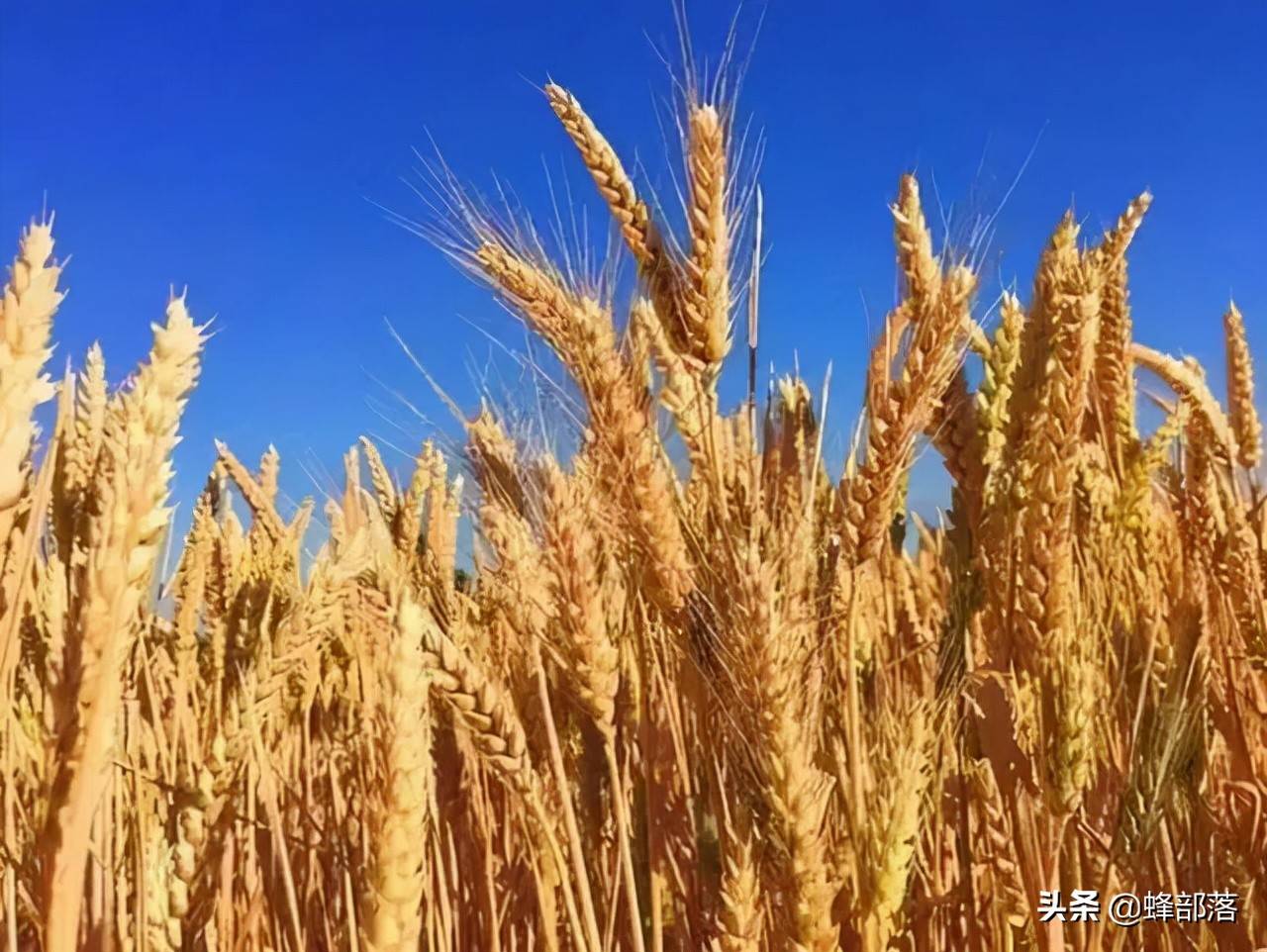 种植什么农作物赚钱-销路好的短期种植 – 技术文章